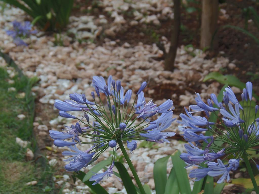 فندق فوز دو إيغواسوفي  Meliza'S Garden المظهر الخارجي الصورة